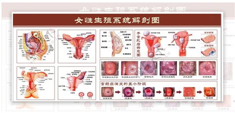 女人性器官|小知识:女性生殖系统